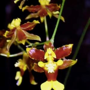 Oncidium Alliance: Odontocidium Golden Mirth 'Filini's Gold Dust' Oncidium La Foresta Orchids 