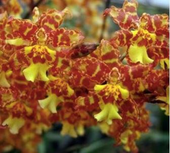 Oncidium Alliance: Odontocidium Golden Mirth 'Filini's Gold Dust' Oncidium La Foresta Orchids