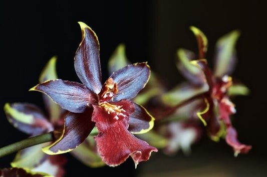 Oncidium Alliance: Odontocidium Wildcat 'Bobcat' Oncidium La Foresta Orchids