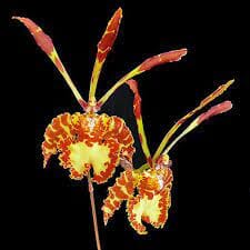 Oncidium Alliance - Psychopsis Mariposa 'Green Valley' Psychopsis La Foresta Orchids 