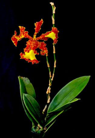 Oncidium Alliance - Psychopsis Mariposa 'Special' Three Lips Psychopsis La Foresta Orchids