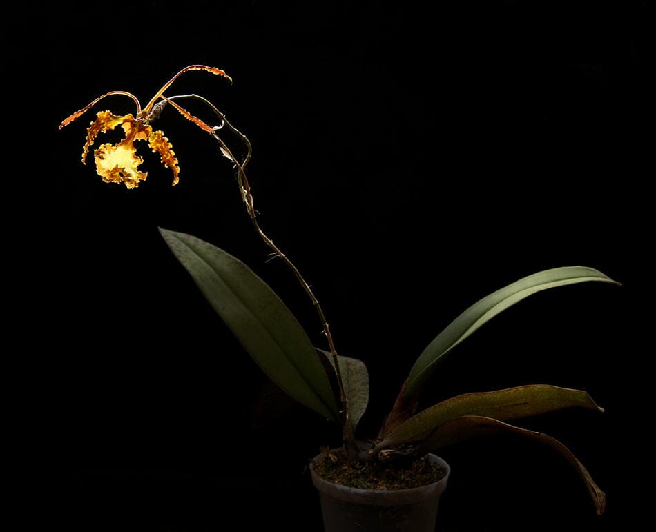 Oncidium Alliance - Psychopsis sanderae Psychopsis La Foresta Orchids 