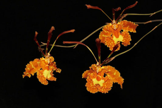 Oncidium Alliance - Psychopsis sanderae Psychopsis La Foresta Orchids