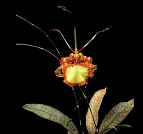 Oncidium Alliance: Psychopsis versteegiana Psychopsis La Foresta Orchids