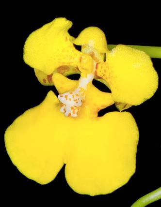 Oncidium Alliance: Rossioglossum ampliatum var. majus Oncidium La Foresta Orchids 