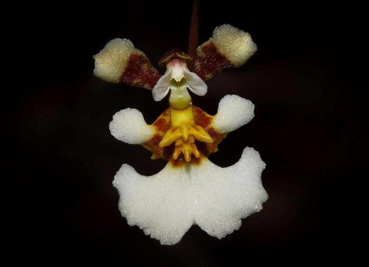 Oncidium Alliance - Tolumnia bahamensis x Tolumnia calochila Tolumnia La Foresta Orchids