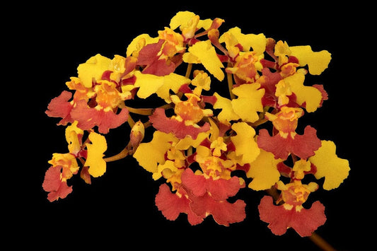 Oncidium Alliance - Tolumnia guianensis Tolumnia La Foresta Orchids