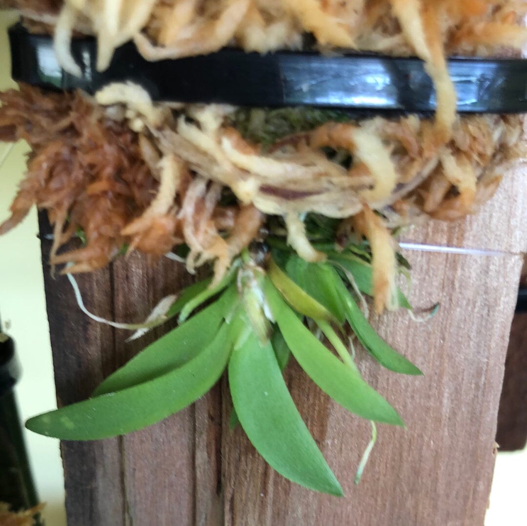 Oncidium Alliance - Tolumnia guianensis Tolumnia La Foresta Orchids