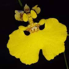Oncidium Alliance - Tolumnia sylvestris x Tolumnia urophylla Tolumnia La Foresta Orchids 