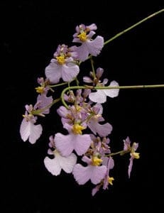 Oncidium Alliance - Tolumnia sylvestris x Tolumnia urophylla Tolumnia La Foresta Orchids 