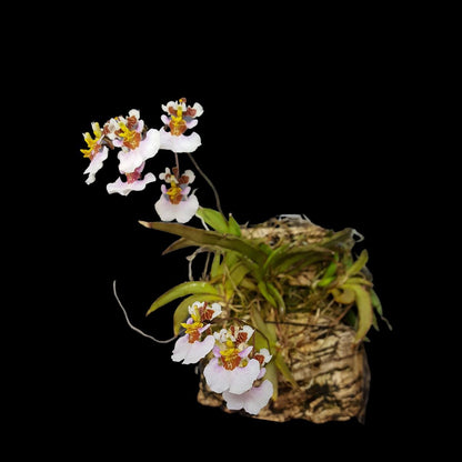 Oncidium Alliance - Tolumnia variegata Tolumnia La Foresta Orchids 