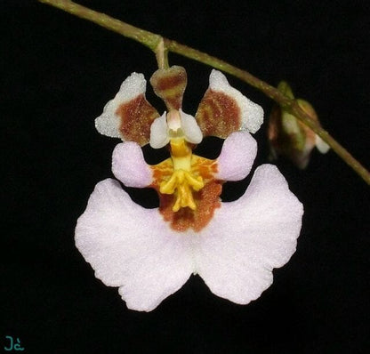 Oncidium Alliance - Tolumnia variegata Tolumnia La Foresta Orchids 