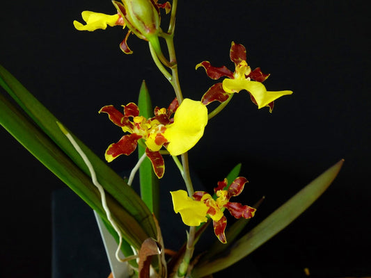 Oncidium Alliance - Trichocentrum cebolleta x Trichocentrum splendidum Oncidium La Foresta Orchids