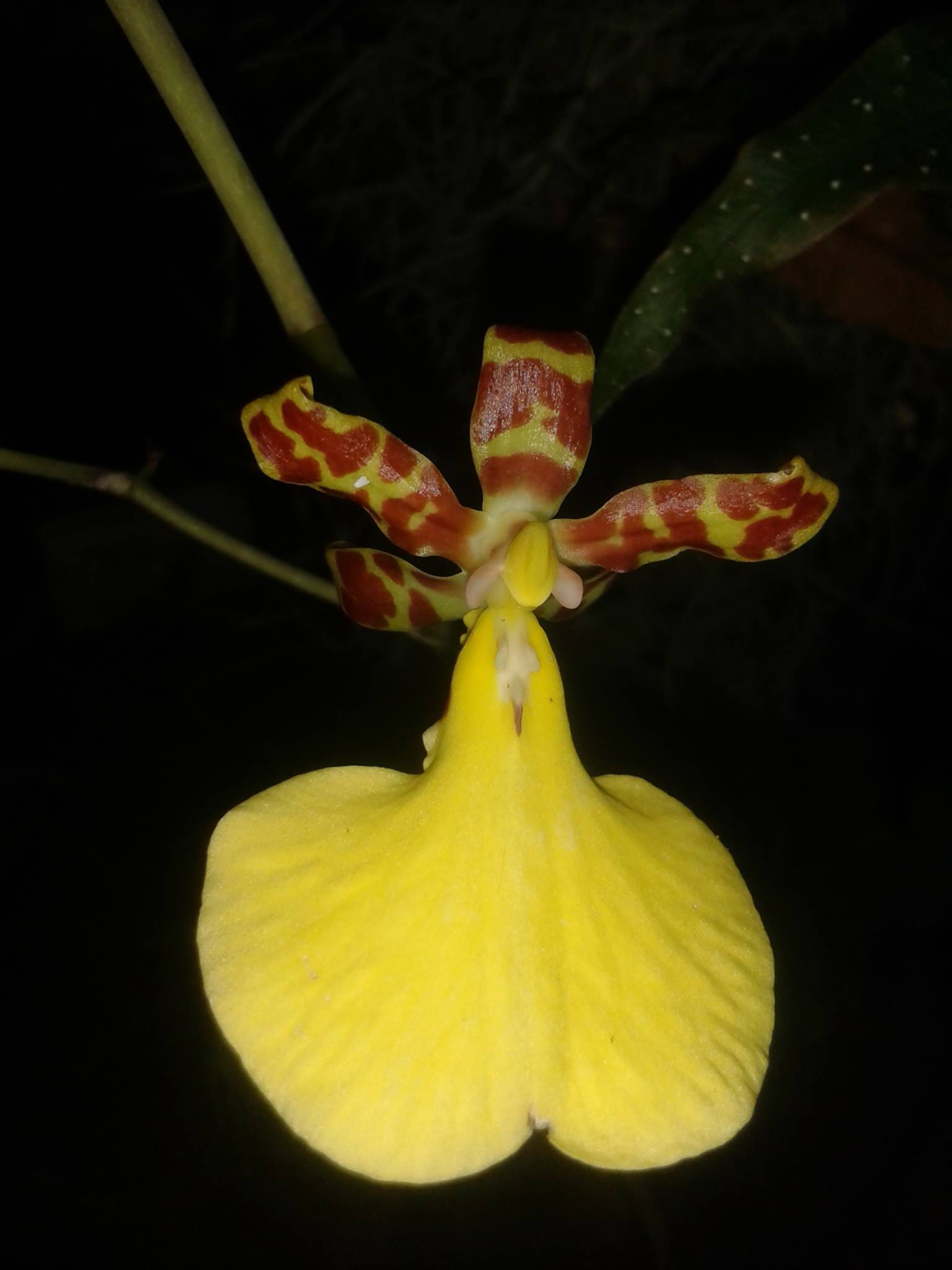 Oncidium Alliance - Trichocentrum cebolleta x Trichocentrum splendidum Oncidium La Foresta Orchids 