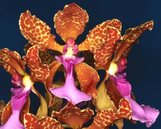 Oncidium Alliance: Trichocentrum lanceanum Oncidium La Foresta Orchids