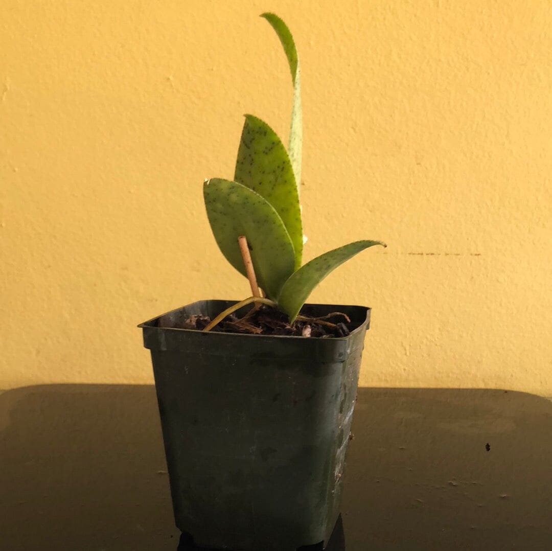 Oncidium Alliance: Trichocentrum lanceanum Oncidium La Foresta Orchids