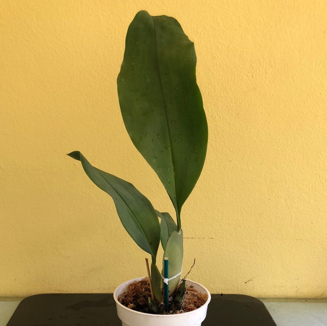 Oncidium Alliance: Trichopilia suavis Oncidium La Foresta Orchids