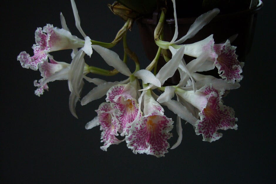 Oncidium Alliance: Trichopilia suavis Oncidium La Foresta Orchids 