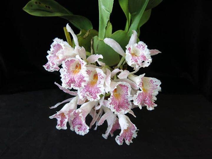 Oncidium Alliance: Trichopilia suavis Oncidium La Foresta Orchids 