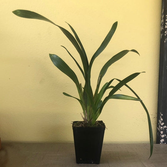 Oncidium Alliance - Wilsonara Aloha Sparks 'Halloween' Oncidium La Foresta Orchids