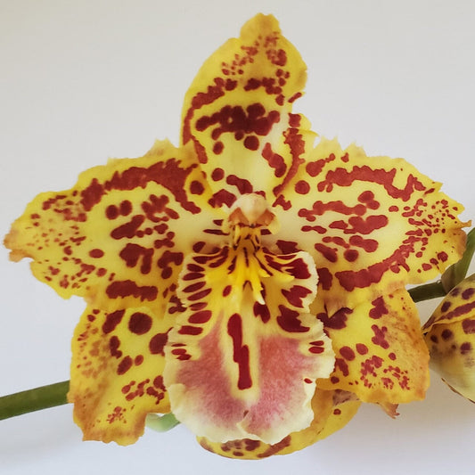 Oncidium Alliance - Wilsonara Brennan Scott Barfield 'HOF' Oncidium La Foresta Orchids