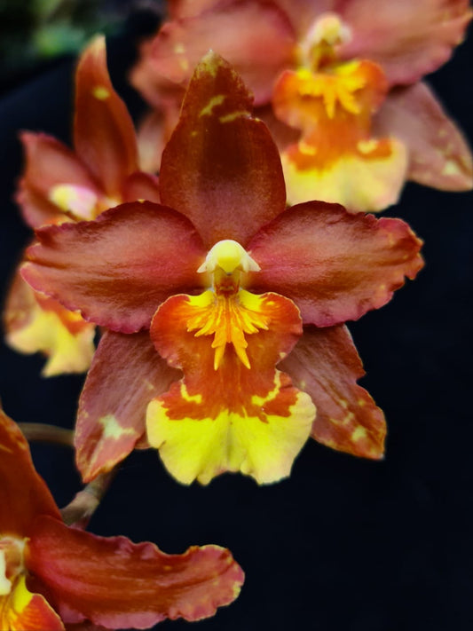 Oncidium Alliance - Wilsonara Hilda Plum Tree 'HOF' Oncidium La Foresta Orchids