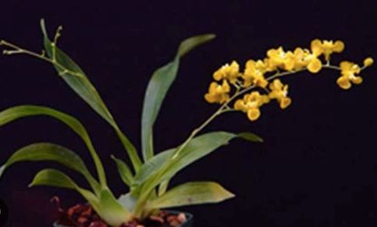 Oncidium cheirophorum Oncidium La Foresta Orchids 