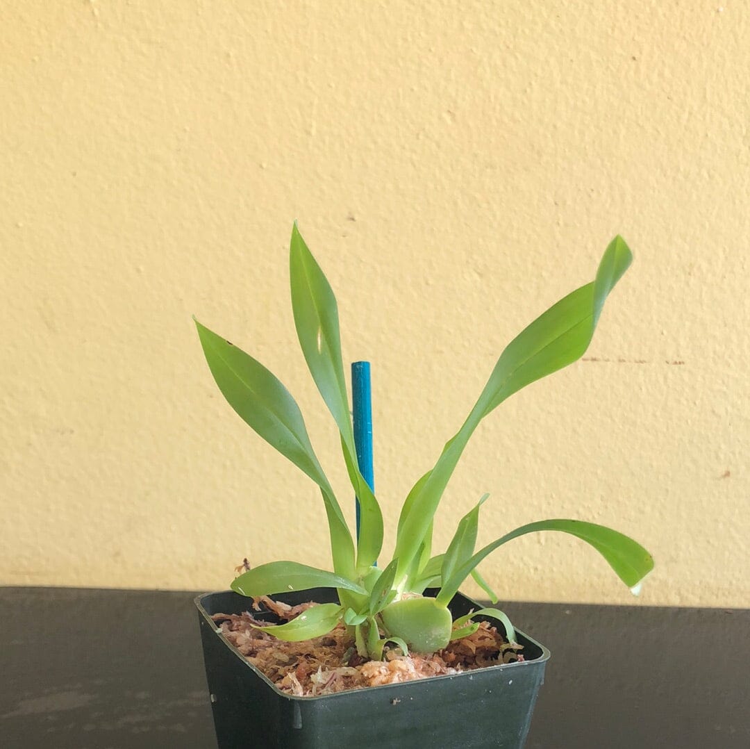 Oncidium cheirophorum Oncidium La Foresta Orchids