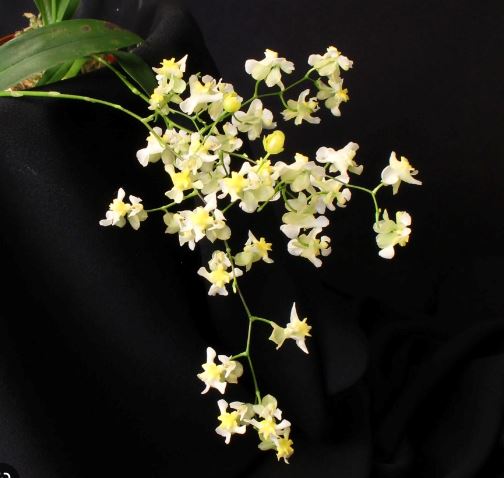Oncidium Chian Tzy Chiou Ping Oncidium La Foresta Orchids