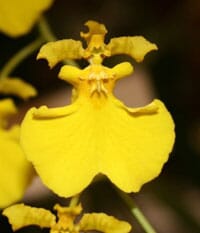 Oncidium Lemon Hart 'Baby Face' Oncidium La Foresta Orchids