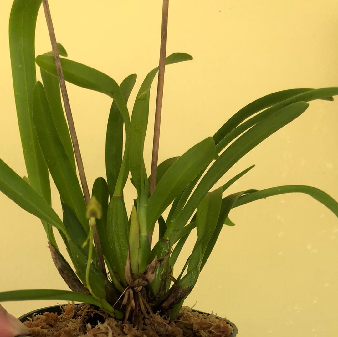 Oncidium longipes - In BUD! Oncidium La Foresta Orchids 