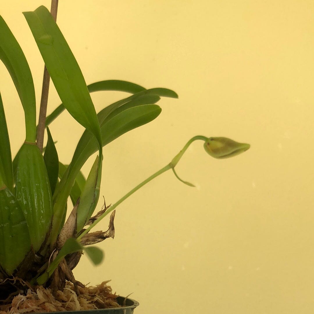 Oncidium longipes - In BUD! Oncidium La Foresta Orchids 