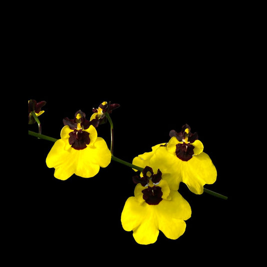 Oncidium Moon Shadow x Oncidium varicosum Oncidium La Foresta Orchids