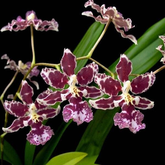 Oncidium Nanboh Waltz Oncidium La Foresta Orchids