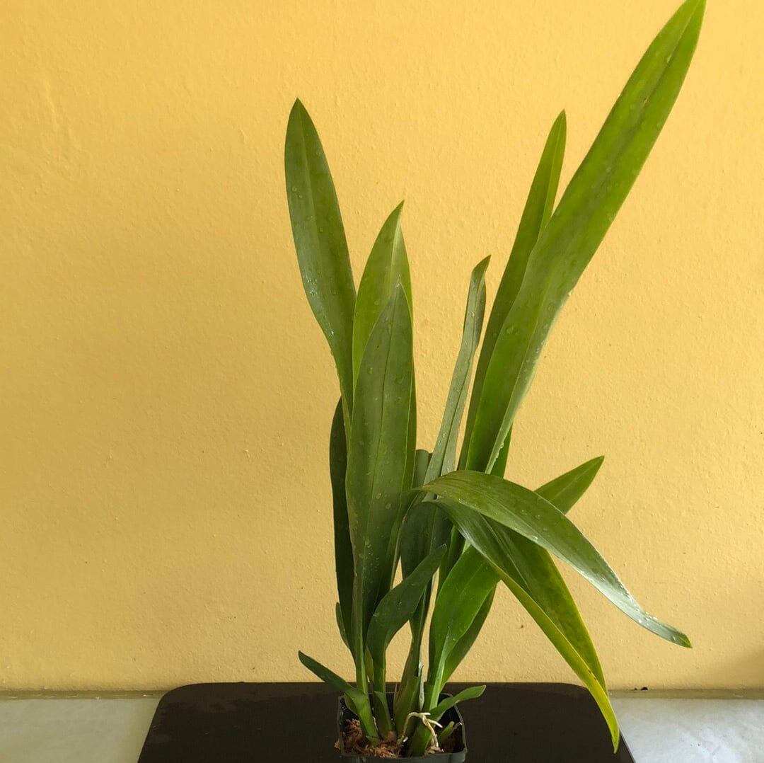 Oncidium Pacific Passage 'Peach Cobbler' Oncidium La Foresta Orchids