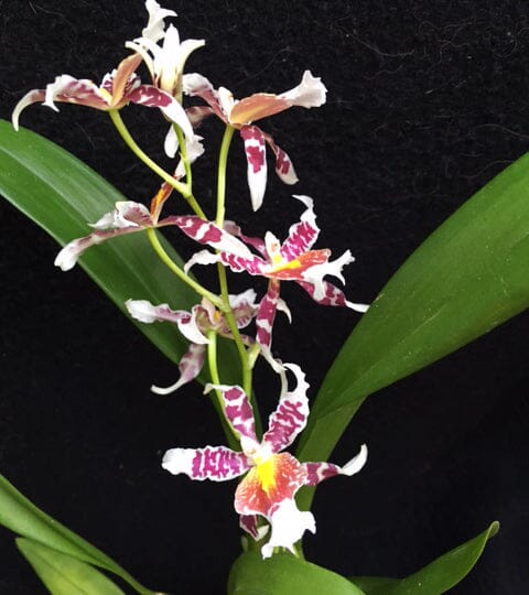 Oncidium Rex Van Delden x Oncidium Serendipity Oncidium La Foresta Orchids