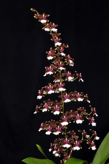 Oncidium Sharry Baby 'Raspberry Chocolate' HCC/AOS Oncidium La Foresta Orchids