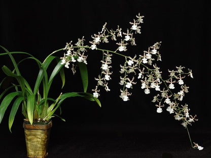 Oncidium Speckled Spire 'Whisp' Oncidium La Foresta Orchids 