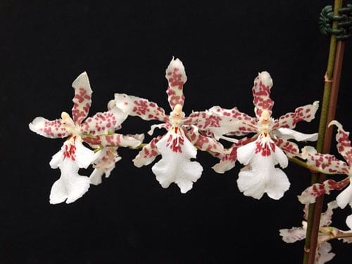 Oncidium Speckled Spire 'Whisp' Oncidium La Foresta Orchids
