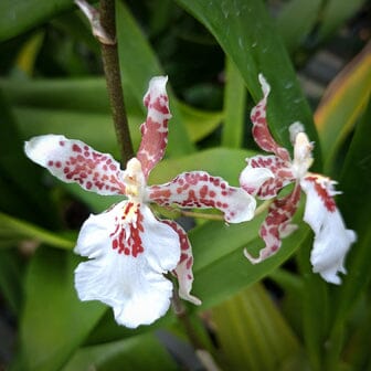 Oncidium Speckled Spire 'Whisp' Oncidium La Foresta Orchids 