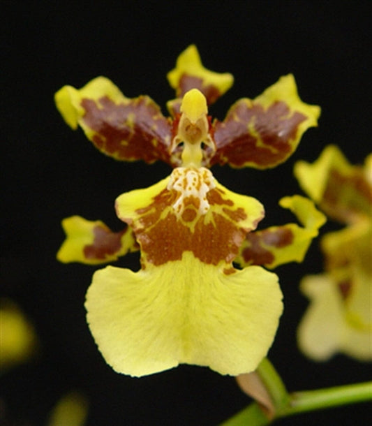 Oncidium sphacelatum Oncidium La Foresta Orchids