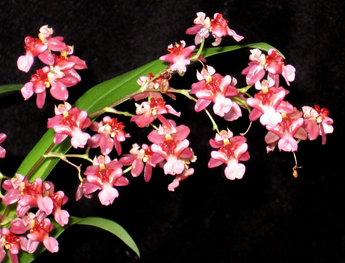 Oncidium Twinkle 'Pink Profusion' Oncidium La Foresta Orchids 