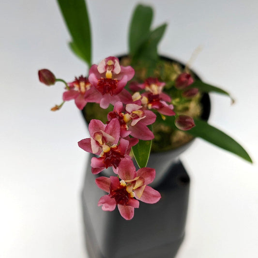 Oncidium Twinkle 'Pink Profusion' Oncidium La Foresta Orchids