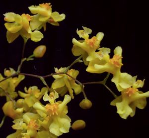 Oncidium Twinkle 'Yellow Bird' Oncidium La Foresta Orchids
