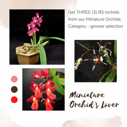 Orchid's Lover Collection Gifts La Foresta Orchids Miniature Orchid's Lover Collection