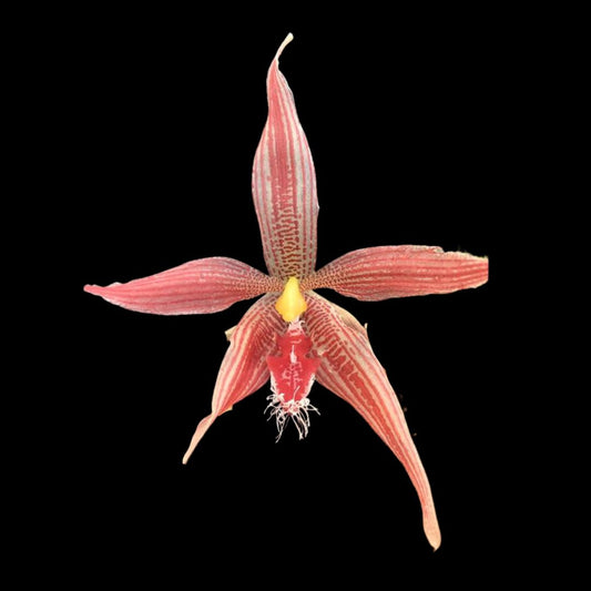 Paphinia cristata x Paphinia herrerae Paphinia La Foresta Orchids