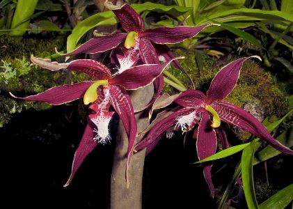 Paphinia neudeckeri ‘Extra Nice’ Paphinia La Foresta Orchids 