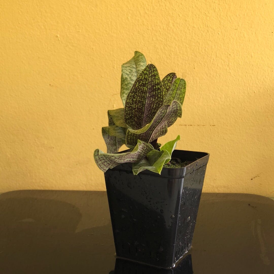 Paphiopedilum liemianum 'Uno' x Paphiopedilum delenatii 'O' Paphiopedilum La Foresta Orchids