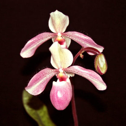 Paphiopedilum liemianum 'Uno' x Paphiopedilum delenatii 'O' Paphiopedilum La Foresta Orchids 