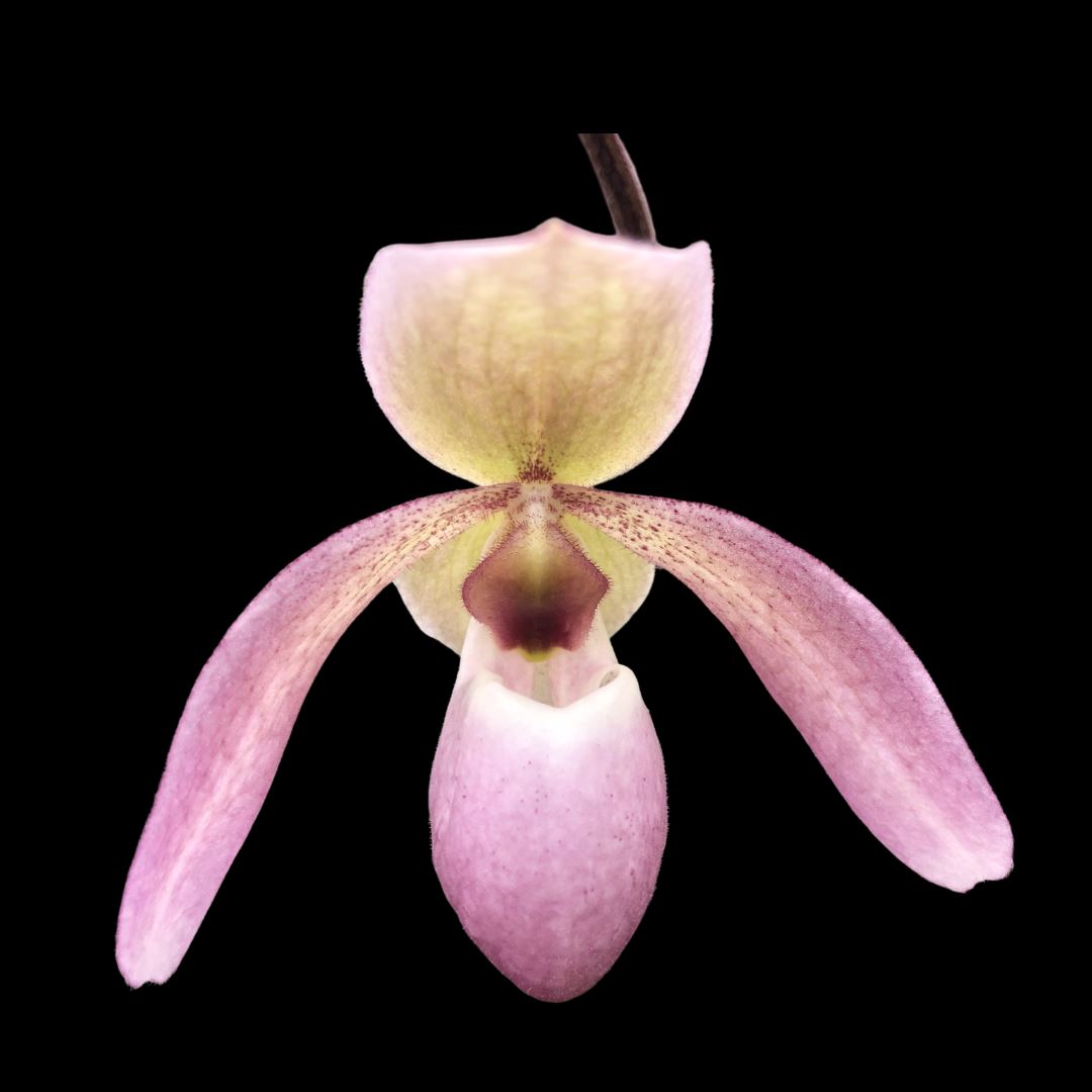 Paphiopedilum liemianum 'Uno' x Paphiopedilum delenatii 'O' Paphiopedilum La Foresta Orchids 